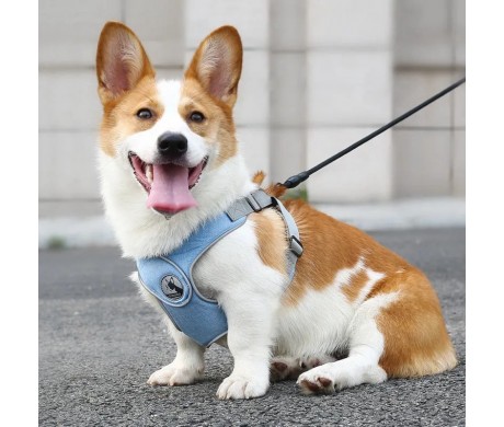 ブランド チャンピオン ペット服 オフホワイト ハーネス 首輪 犬猫 可愛い 散歩好き