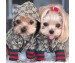 グッチ犬服 着心地よい フェ...