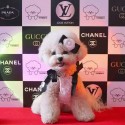 シャネルブランド ペット服 新作 犬服 ワンピースドッグスカート蝶結び付きおしゃれ かわいいスカート Chanelツバキ飾りヘアピン付きリボン結び美しい綺麗ペットウェア猫服 柔らかい 薄い夏対策 通気性 肌触り良い