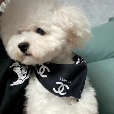 Chanel シャネル ペット用品 犬用 バンダナ 三角スカーフ かわいい ブラック ホワイト ココマーク付き おしゃれ 贅沢感 アクセサリー 猫 犬 飾り ボタン サイズ調整 お出かけ