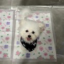 Chanel シャネル ペット用品 犬用 バンダナ 三角スカーフ かわいい ブラック ホワイト ココマーク付き おしゃれ 贅沢感 アクセサリー 猫 犬 飾り ボタン サイズ調整 お出かけ