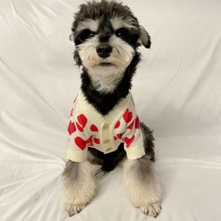 GG ブランド 犬服 秋冬セーター 赤い...