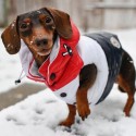 ハイブランド モンクレール ペット冬着 厚手 犬 高級ダウンジャケット moncler 犬服 冬服 暖かい 防水 ベスト  防寒フード付き ペット服 混色設計 おしゃれ ボタン付き 着脱安い 裹地付き 可愛い 洋服 お出かけ 激安