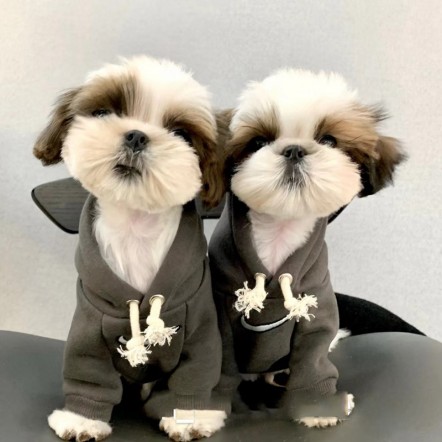 ファッションブランド ナイキ ペット服 ...