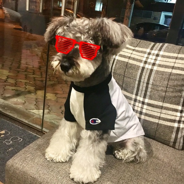 ブランドCHAMPIONペット服 犬のTシャツ ネコのパーカー チャンピオン ペット 春夏のTシャツ 通気性抜群 柔らかい かわいい 猫服 コットン ペット変身服 ドッグウェア 半袖 犬猫用洋服 お出かけ用 XS - 2XL