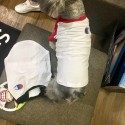 ブランドCHAMPIONペット服 犬のTシャツ ネコのパーカー チャンピオン ペット 春夏のTシャツ 通気性抜群 柔らかい かわいい 猫服 コットン ペット変身服 ドッグウェア 半袖 犬猫用洋服 お出かけ用 XS - 2XL