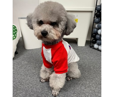 ブランド チャンピオン ペット服 ペット用 リードセット と ハイブランド 大人のTシャツ