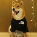 ハイブランド ペット 犬のTシャツ コットンコスチューム 猫 ペット the north faceパロディー スウェットシャツ トップス 衣類  ベスト 子犬春夏の服 日焼け止め 脱毛保護 お出かけ服 S - 2XL 