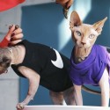 ブランド ナイキ 猫のウェア 無毛猫 ウェア nike ベスト スフィンクスの服 無袖シャツ タートルネック 可愛い 猫服 ペット服 通気性  ナイキマーク入れ 流行り 子犬のｔシャツ XS~2XL