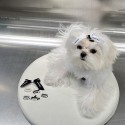 ブランド CHANEL ペット用品 犬のバレッタ 蝶結び かわいい シャネル レディース ヘア飾り ヘアピン 姫様よう リボン付き ミニヘアアクセサリー 髪留め 2黒白色 高級感溢れ 激安