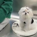 ブランド CHANEL ペット用品 犬のバレッタ 蝶結び かわいい シャネル レディース ヘア飾り ヘアピン 姫様よう リボン付き ミニヘアアクセサリー 髪留め 2黒白色 高級感溢れ 激安