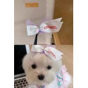 シャネル ブランド ペット用品 頭飾り chanel  犬 ヘアアクセサリー 犬用リボン ヘアピン 犬のバレッタ ペット用 蝶結びヘアグリップ 髪飾り 髪留め 犬猫 小動物 ペット髪飾り 犬グッズ かわいい お姫様 