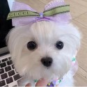 ハイブランド GG 犬用ヘアクリップ ペットヘアピン gg 犬の蝶結び ヘアアクセサリー クリップ ペット髪飾り ペットヘアグルーミング 猫犬 ペット用品 ギフト用 小型犬 小型猫 かわいい 激安　