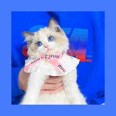 MiuMiu ミュウミュウ ブランド ペ...