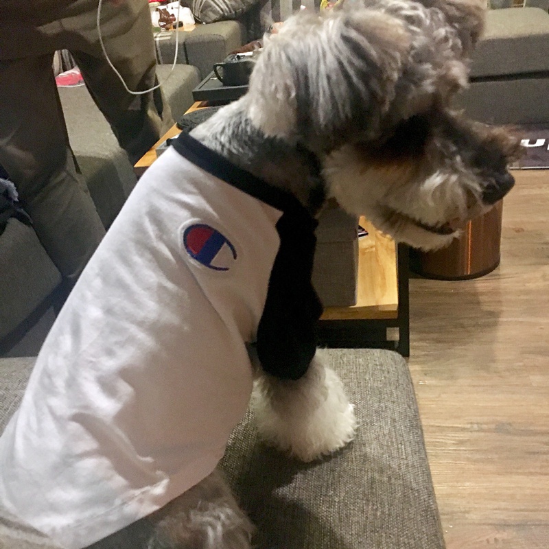 ブランドCHAMPIONペット服 犬のTシャツ ネコのパーカー チャンピオン ペット 春夏のTシャツ 通気性抜群 柔らかい かわいい 猫服 コットン ペット変身服 ドッグウェア 半袖 犬猫用洋服 お出かけ用