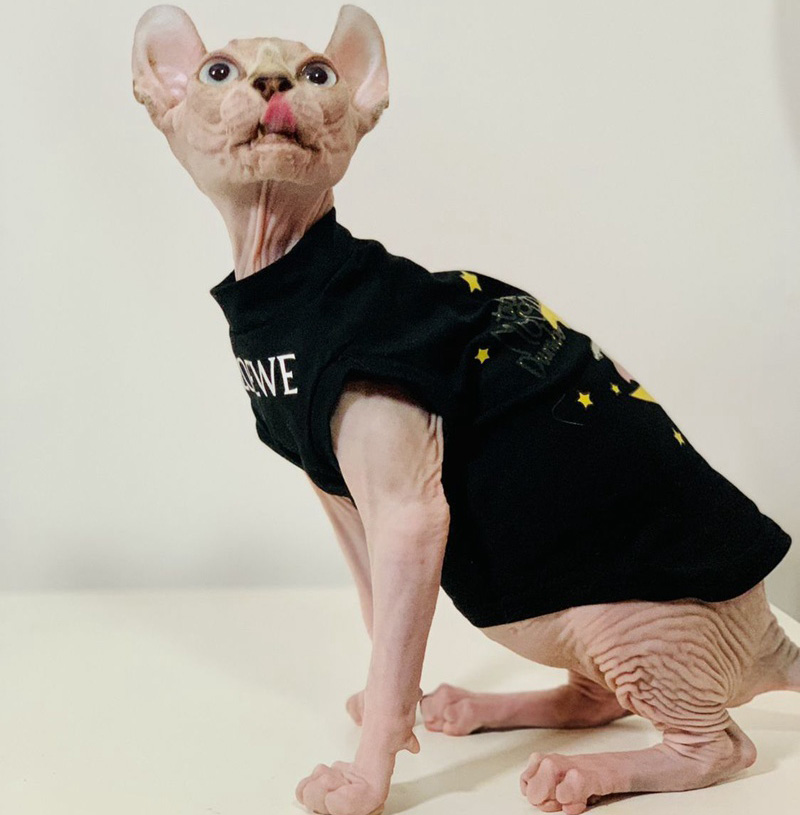 LOEWE 猫用品 ネコ服 無袖シャツ ロエベ 子犬服 tシャツ 小中型ペット 