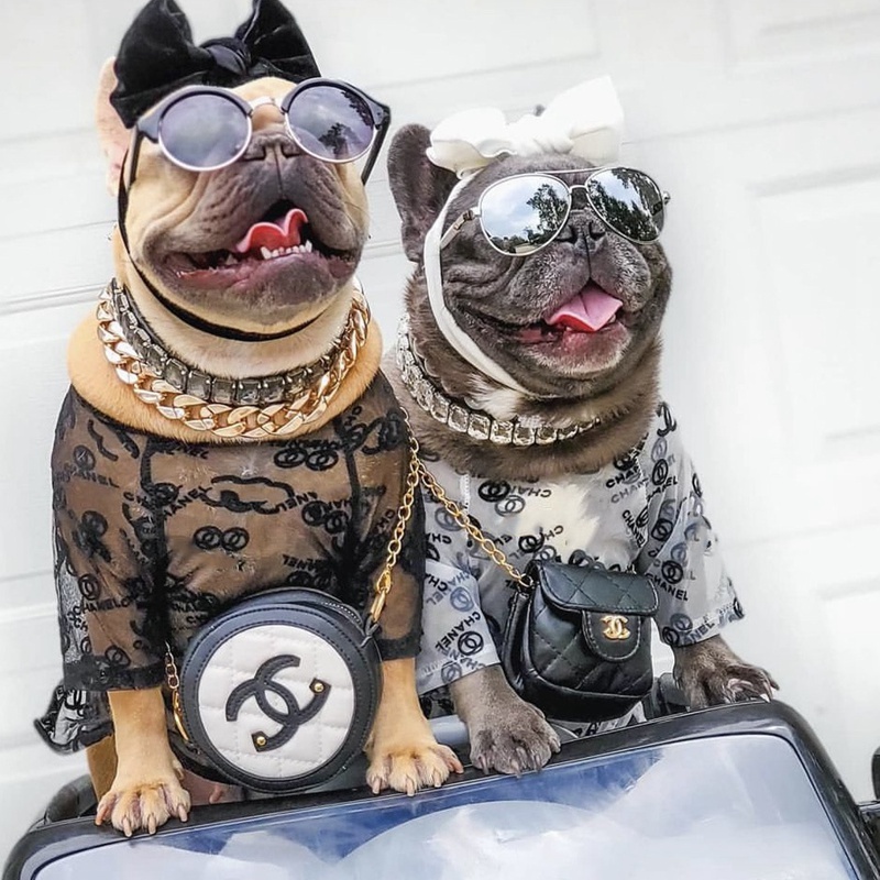 Chanel ブランド ペットウェア 犬服 夏の服 透かし メッシュtシャツ シャネル ペットの洋服 涼しい ロゴ入れ 通気性 スタイル 犬t シャツ 半袖 猫服 超かわいい